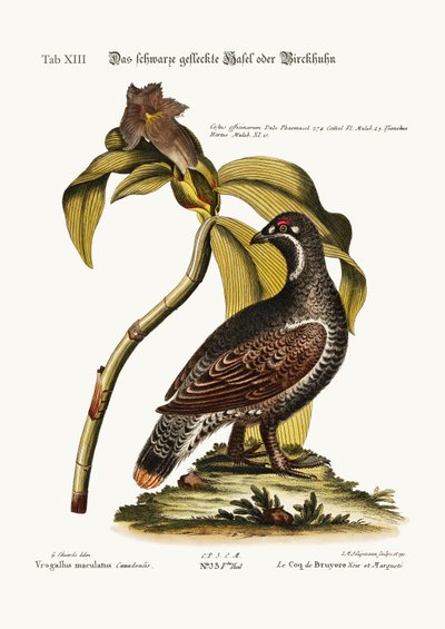 The Black and Spotted Heathcock by George Edwards