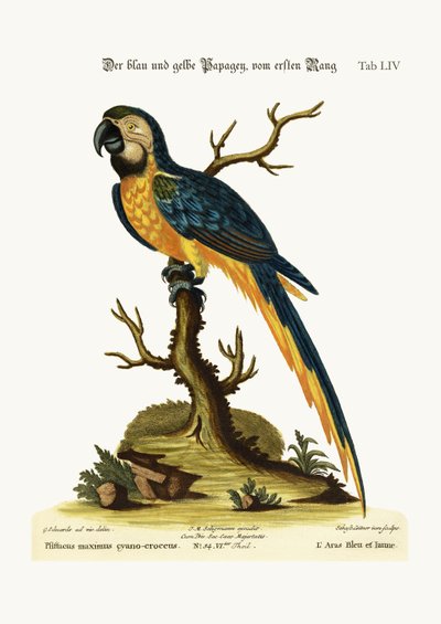 The Blue and Yellow Macaw, 1749-73 by George Edwards