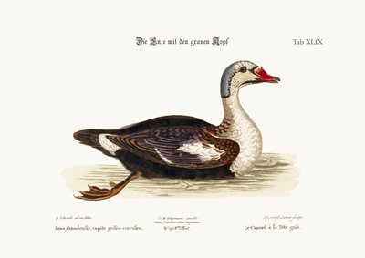 The Grey-Headed Duck by George Edwards