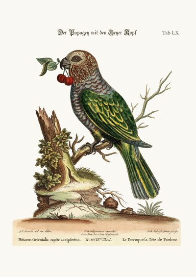 The Hawk-Headed Parrot by George Edwards