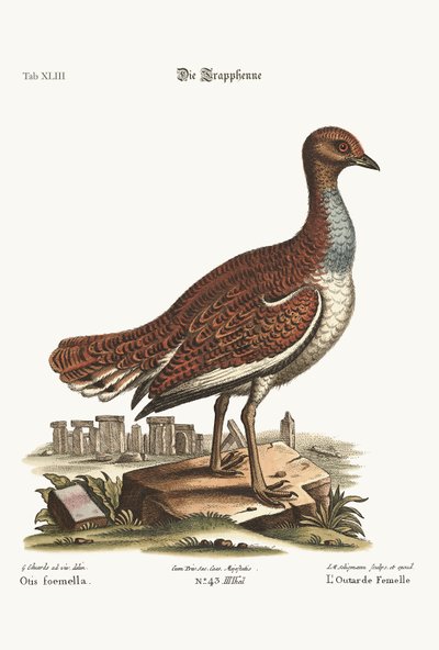 The Hen Bustard by George Edwards
