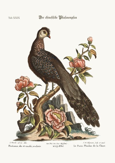 The Peacock Pheasant from China by George Edwards