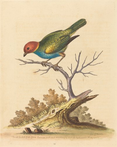 The Red-Headed Finch from Surinam by George Edwards