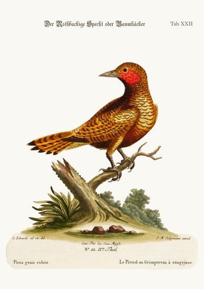The Red-cheeked Woodpecker, 1749-73 by George Edwards