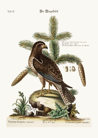 The Ring-tailed Hawk, 1749-73 by George Edwards