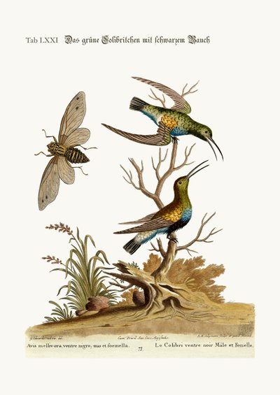 The Black-Bellied Green Hummingbird, 1749-73 by George Edwards