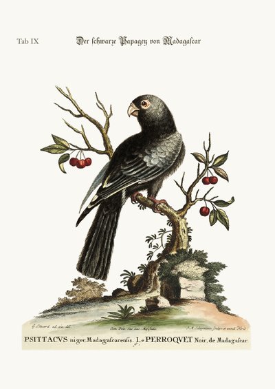 The Black Parrot from Madagascar by George Edwards