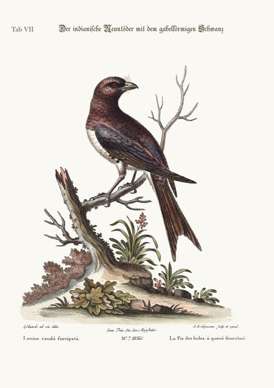 The Fork-Tailed Indian Butcher-Bird by George Edwards