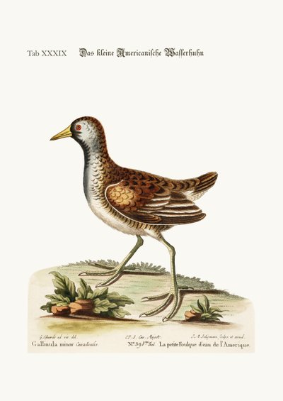 The little American Water Hen, 1749-73 by George Edwards