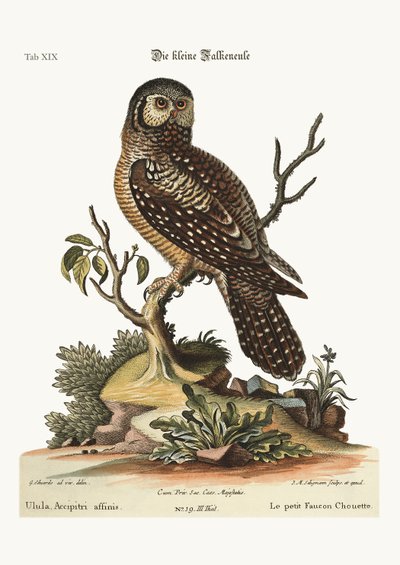 The little Hawk Owl, 1749-73 by George Edwards