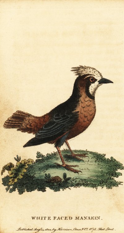 White-Plumed Antbird, Pithys Albifrons (engraving) by George Edwards