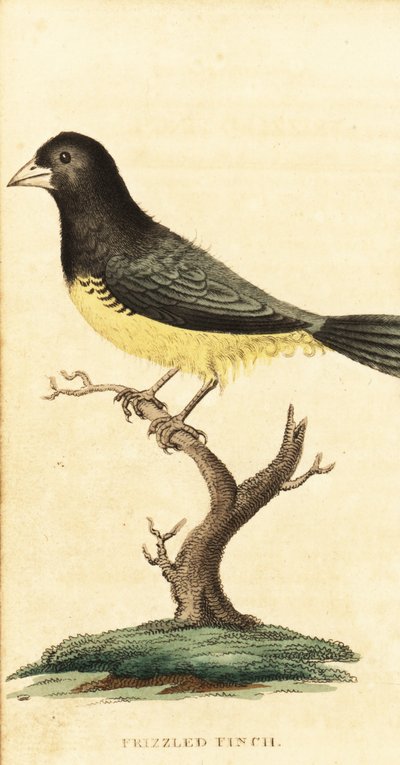 Yellow-bellied Seedeater, Sporophila nigricollis, 1800 (engraving) by George Edwards