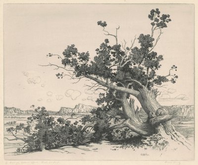 Desert Cedars, New Mexico by George Elbert Burr