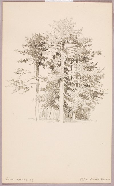 Pines, Public Garden by George Elbert Burr