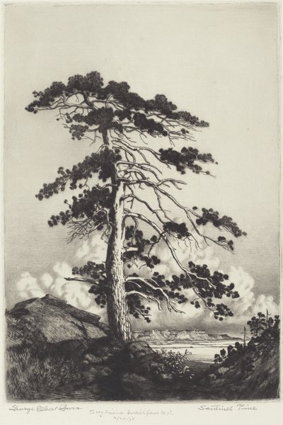 Sentinel Pine by George Elbert Burr