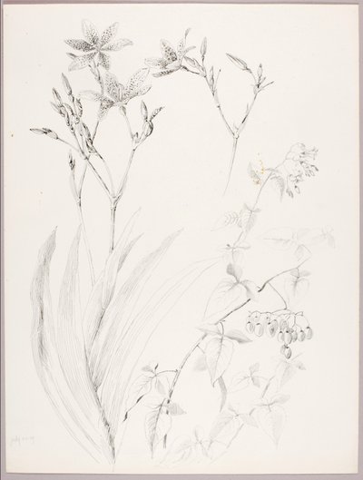 Untitled (Botanical Study) by George Elbert Burr