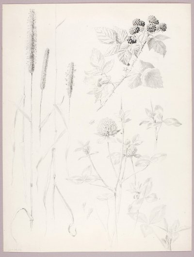 Untitled (Cattails, Clover, and Blackberries) by George Elbert Burr