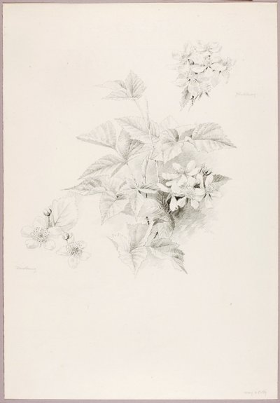Untitled (Dewberry and Blackberry) by George Elbert Burr