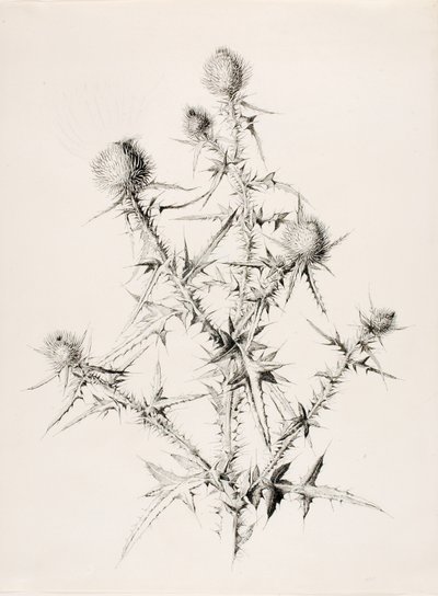 Untitled (Thistle) by George Elbert Burr