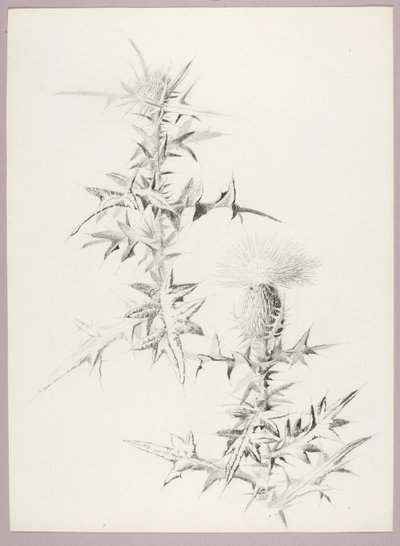 Untitled (Thistle) by George Elbert Burr