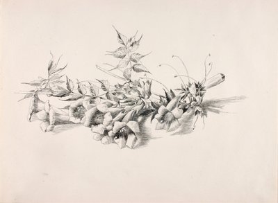 Untitled (Trumpet Vine, Campsis Radicans) by George Elbert Burr
