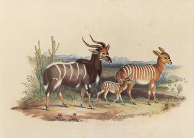 The Nyala by George French Angas