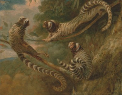 A Marmoset in Three Attitudes by George Garrard