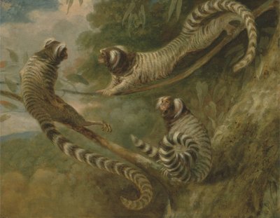 A Marmoset in Three Attitudes by George Garrard
