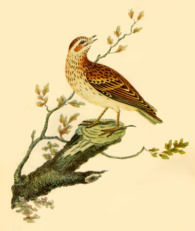 Woodlark, 1821, 1942 by George Graves