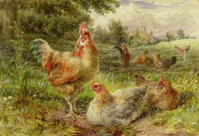 Cochin China Fowls by George Hickin