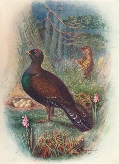 Capercaillie by George James Rankin