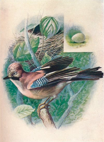 Jay- Garrulus glandarius, c1910 by George James Rankin