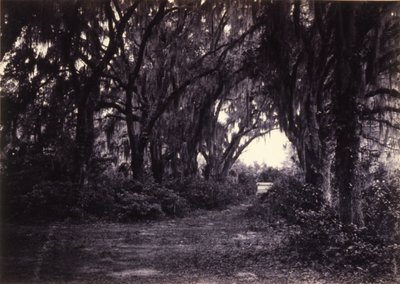 Bonaventure, Savannah, Georgia by George N. Barnard