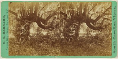 Live Oaks, Magnolia Cemetery by George N. Barnard