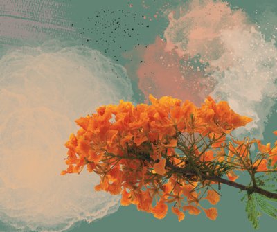Royal Poinciana “El Flamboyan” by George Rosaly