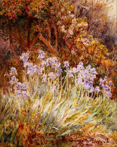 Pale Blue Iris, Florence by George Samuel Elgood