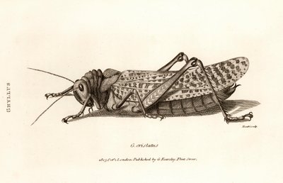Antique Print of a Locust by George Shaw