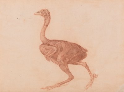 Dorking Hen, Lateral View by George Stubbs