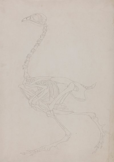 Fowl Skeleton, Lateral View by George Stubbs