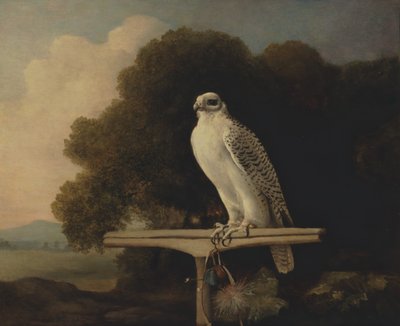 Greenland Falcon, Gyr Falcon by George Stubbs