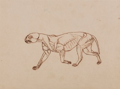 Leopard Body, Lateral View by George Stubbs