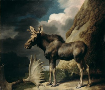 Moose, 1770 by George Stubbs
