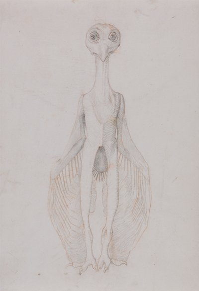 Owl Standing, Anterior View by George Stubbs