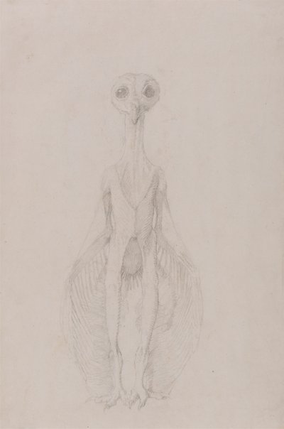 Owl Standing, Anterior View by George Stubbs