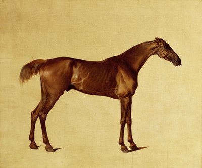 Rufus by George Stubbs