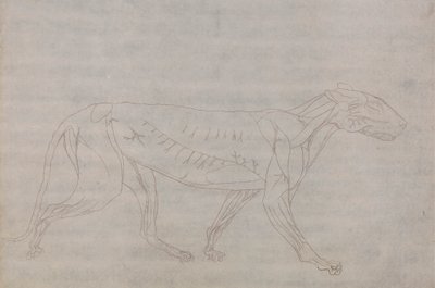 Tiger Body, Lateral View by George Stubbs