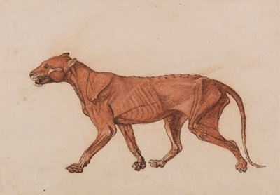 Tiger Body, Lateral View by George Stubbs