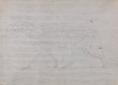 Tiger Body, Lateral View by George Stubbs