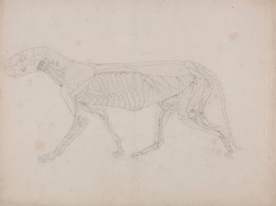Tiger Body, Lateral View by George Stubbs