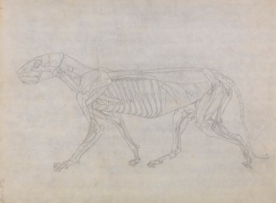 Tiger Body, Lateral View by George Stubbs